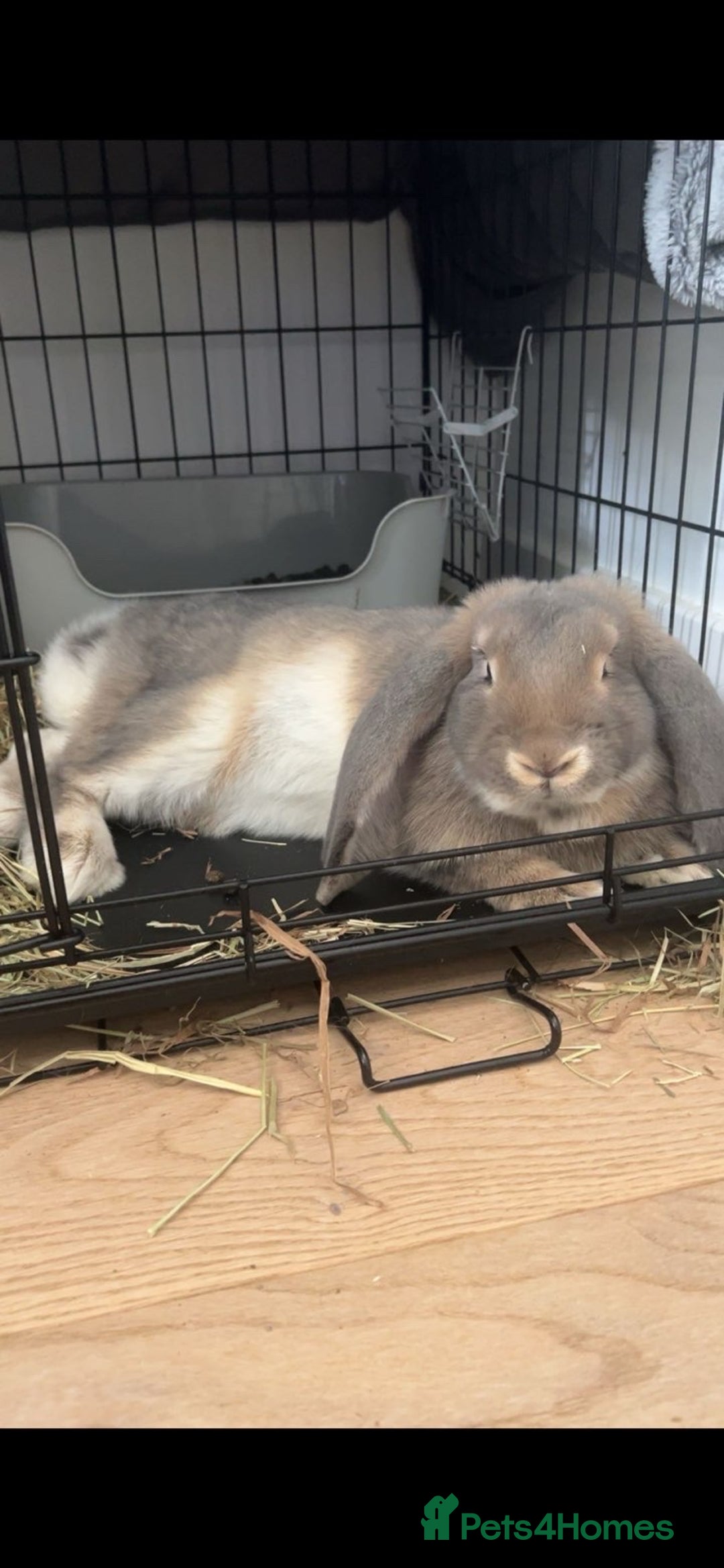 French Lop rabbits for sale: Hazel  - Image 3