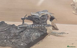 Bearded Dragon reptiles for sale: Baby bearded dragons with tint red 2 for £100 - Image 2