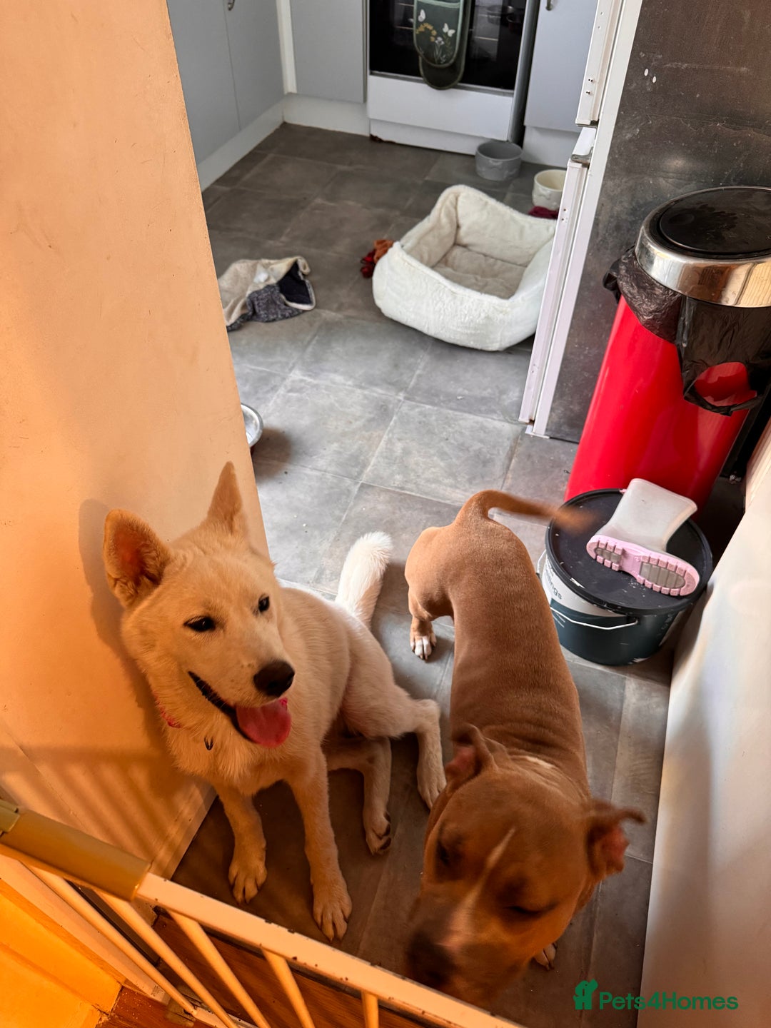 Mixed Breed dogs for sale: Snowy - Image 21
