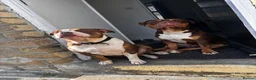 Mixed Breed dogs for sale: Three dogs available for rehoming  - Advert 5