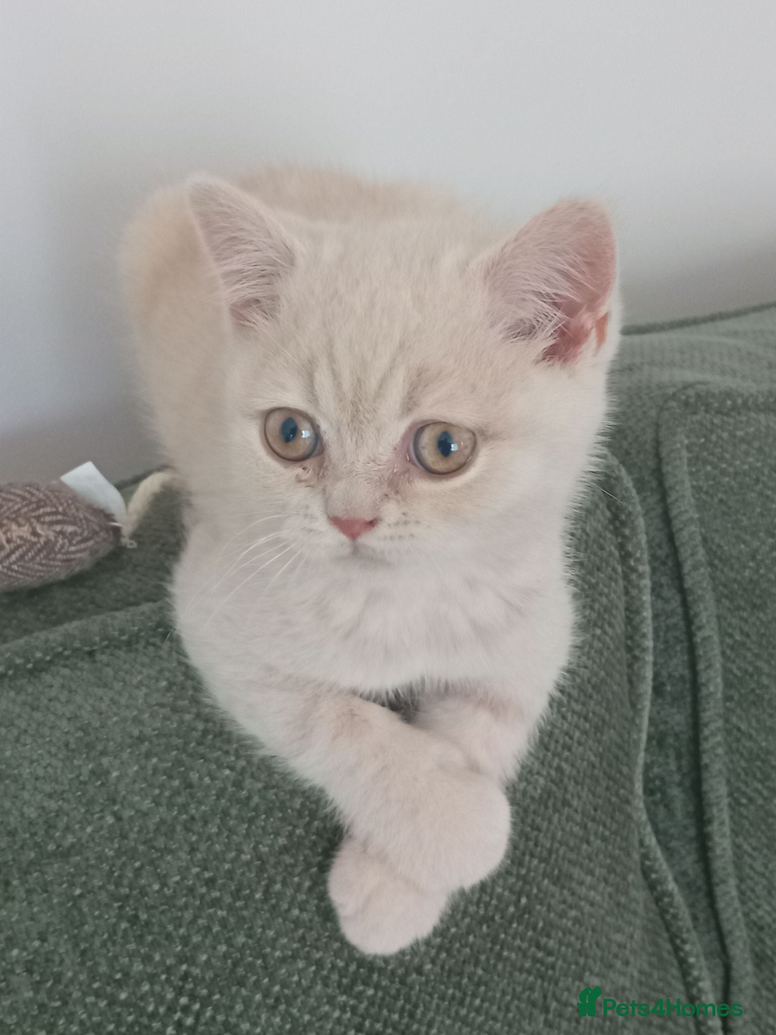 British Shorthair cats Gorgeous British short-hair kittens  - Advert 2