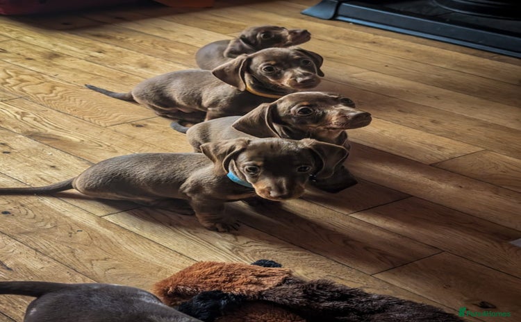 Miniature Dachshund dogs - Advert 4
