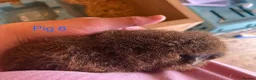 Guinea Pig rodents for sale: Guinea pig babies  in Yeovil - Advert 10