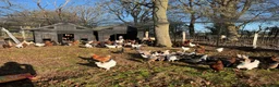 Hens poultry for sale: Point of Lay Hens - Advert 5