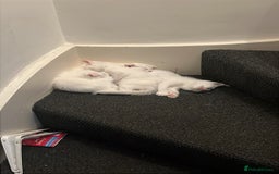 Scottish Fold cats for sale: 3 Scottish folds and 1 Scottish straight - Image 7