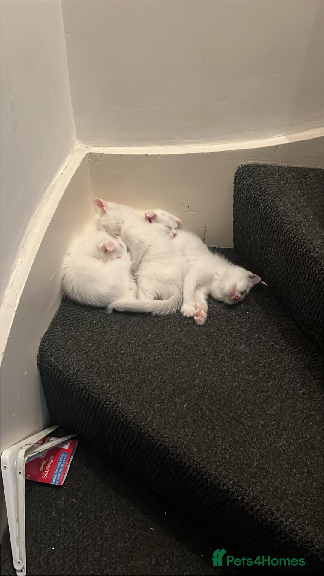 Scottish Fold cats for sale: 3 Scottish folds and 1 Scottish straight - Image 7