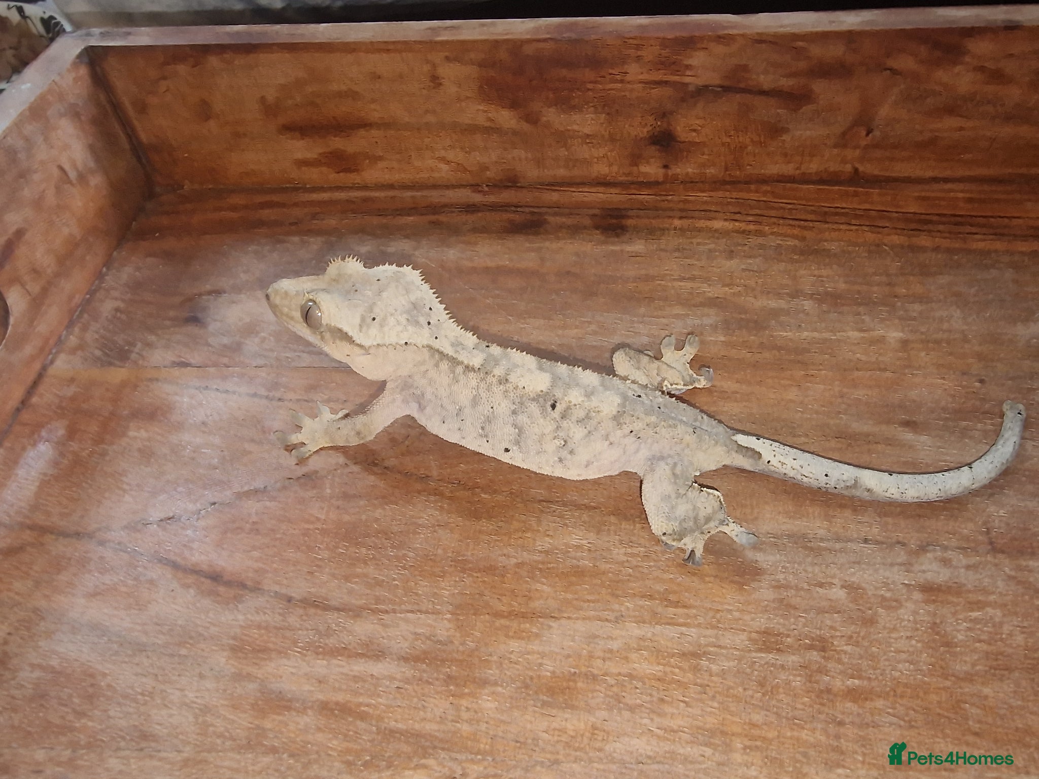 Gecko reptiles for sale: 8x Crested geckos/Full collection available!  - Advert 16