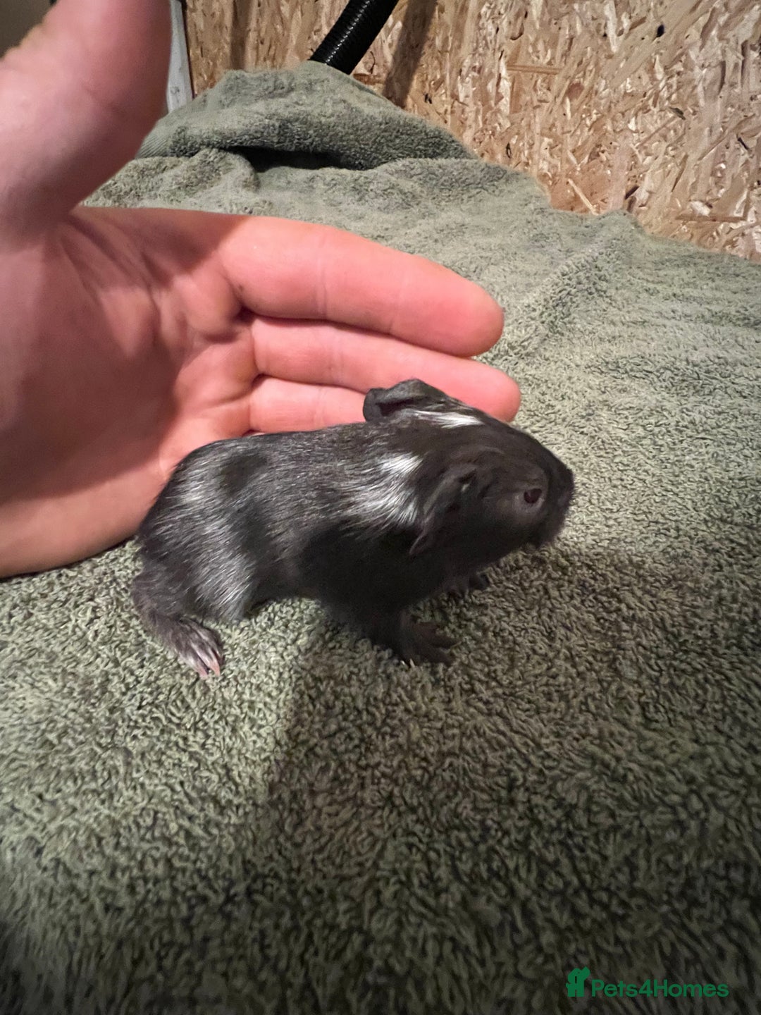 Guinea Pig rodents for sale: Baby guinea pigs  - Advert 22