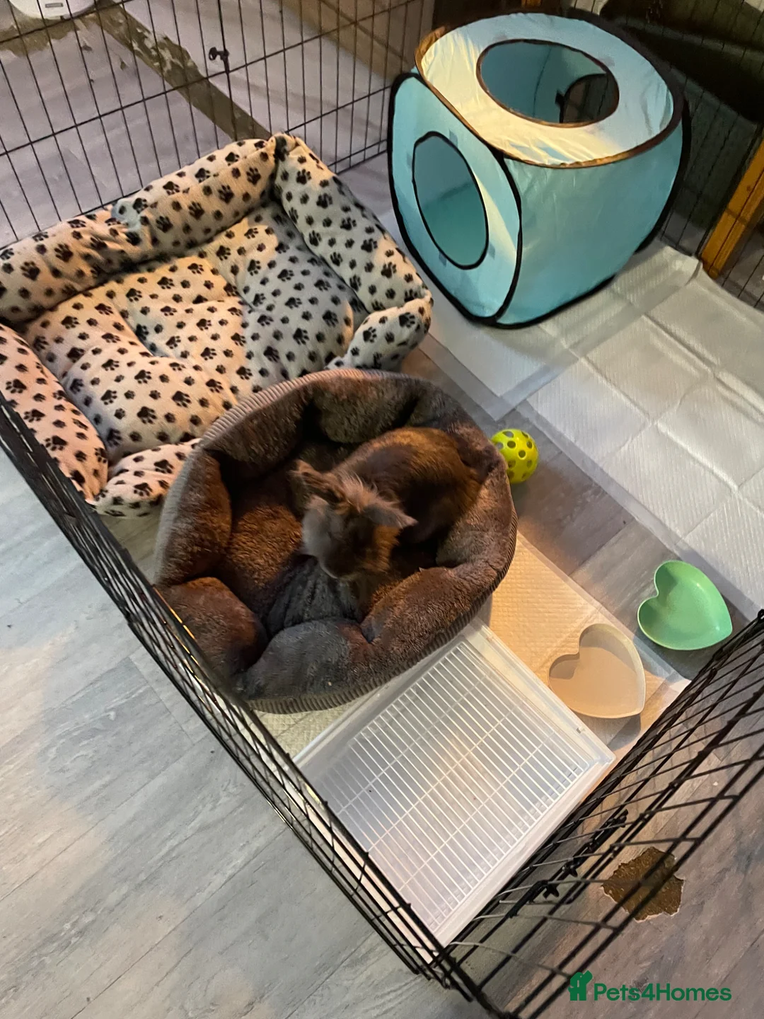 Lionhead rabbits for sale: Male grey lion head rabbit  - Advert 5
