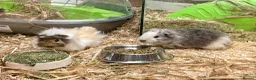 Guinea Pig rodents for sale: 10 week old male guinea pigs in Torrington - Advert 31