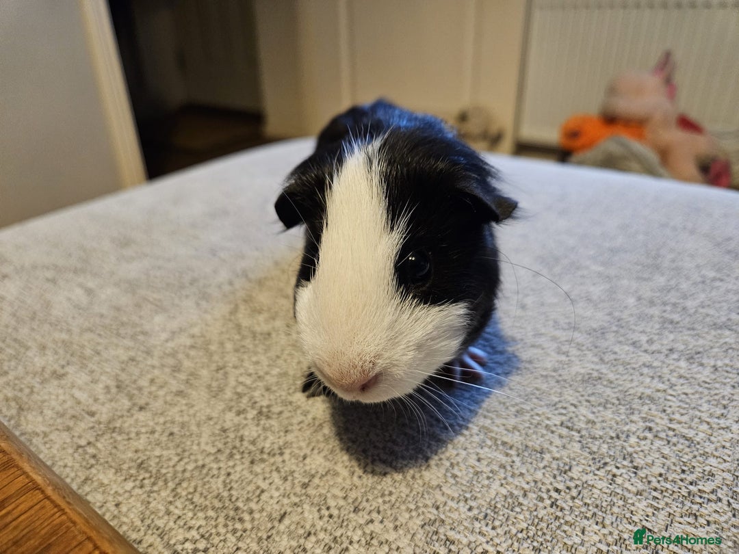 Guinea Pig rodents for sale: Baby boy Guinea pig looking for forever home.  - Image 5