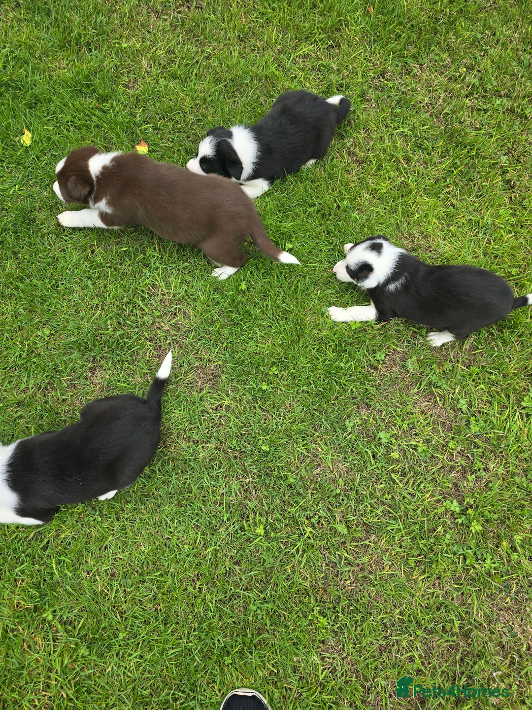 Border Collie dogs for sale: Stunning Blue Merle, Red Merle, Red/Black & White - Image 8