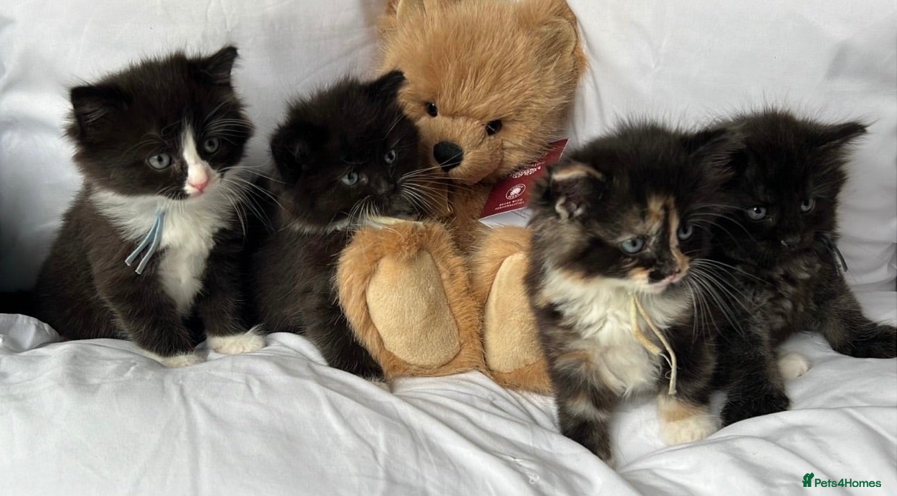 Nebelung cats 🤎Persian,Maincoonx🤎4WEEKS OLD🐾 - Advert 2