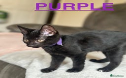 British Shorthair cats for sale: MALE BALCK KITTENS   - Image 4