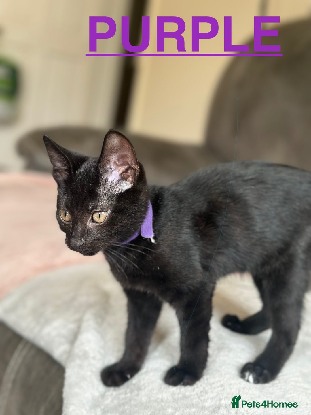 British Shorthair cats for sale: MALE BALCK KITTENS   - Image 4