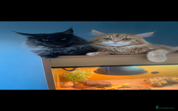 Maine Coon cats for sale: Ginger Maine coon boy - Image 13
