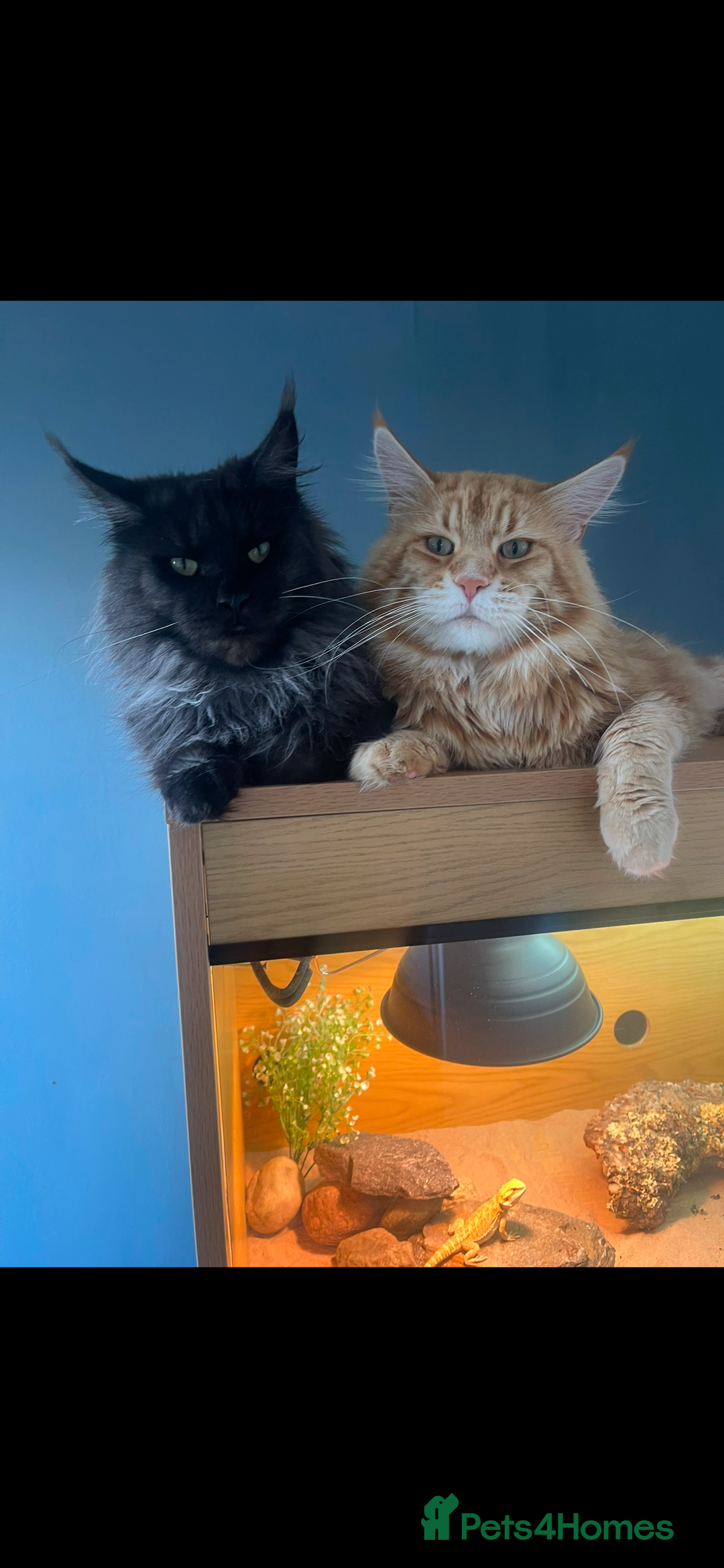 Maine Coon cats for sale: Ginger Maine coon boy - Image 13
