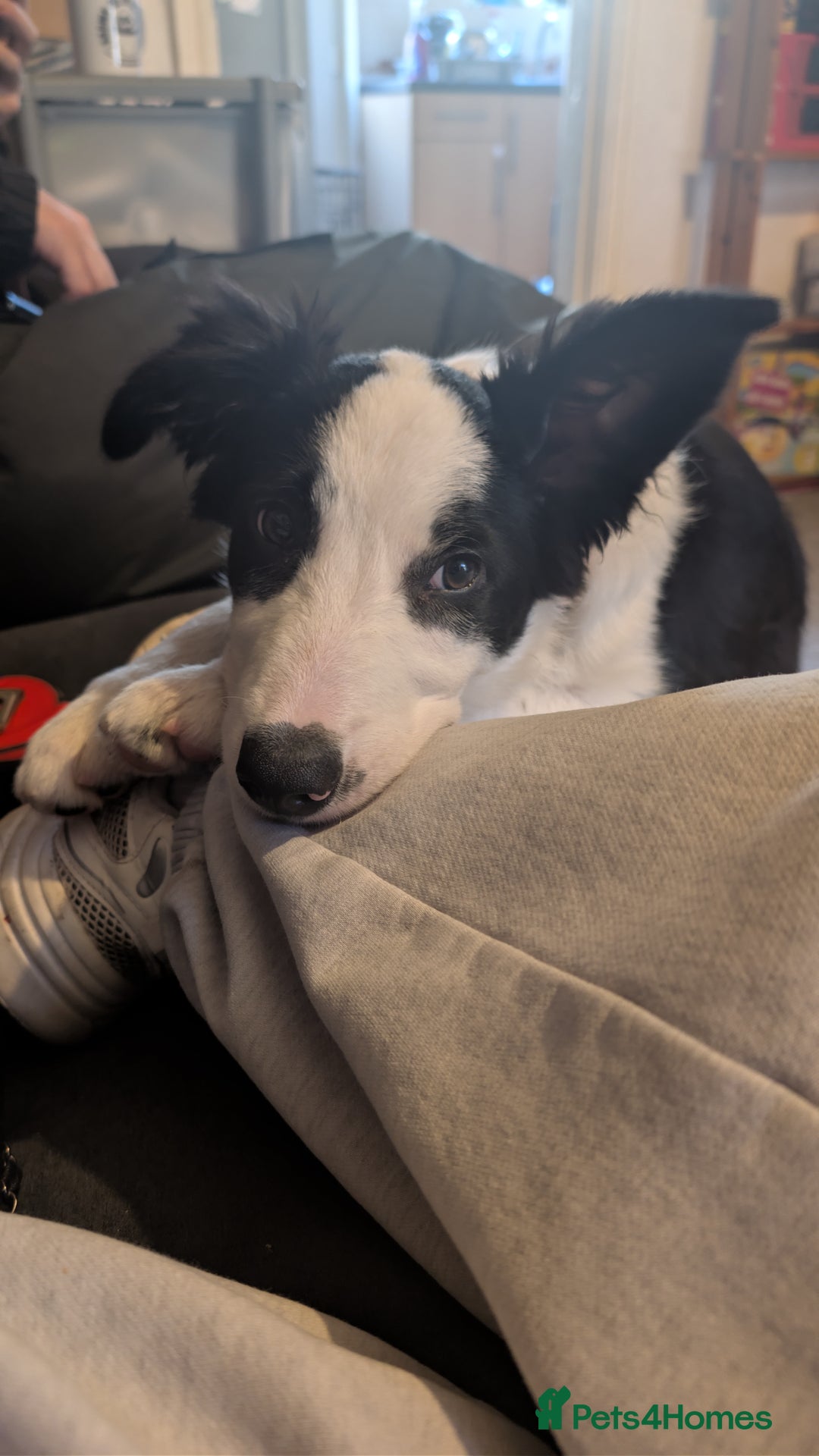 Border Collie dogs for adoption: 5 month old border collie - Advert 7