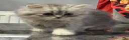 Persian cats for sale: Beautiful long haired Persian Kittens - Advert 17