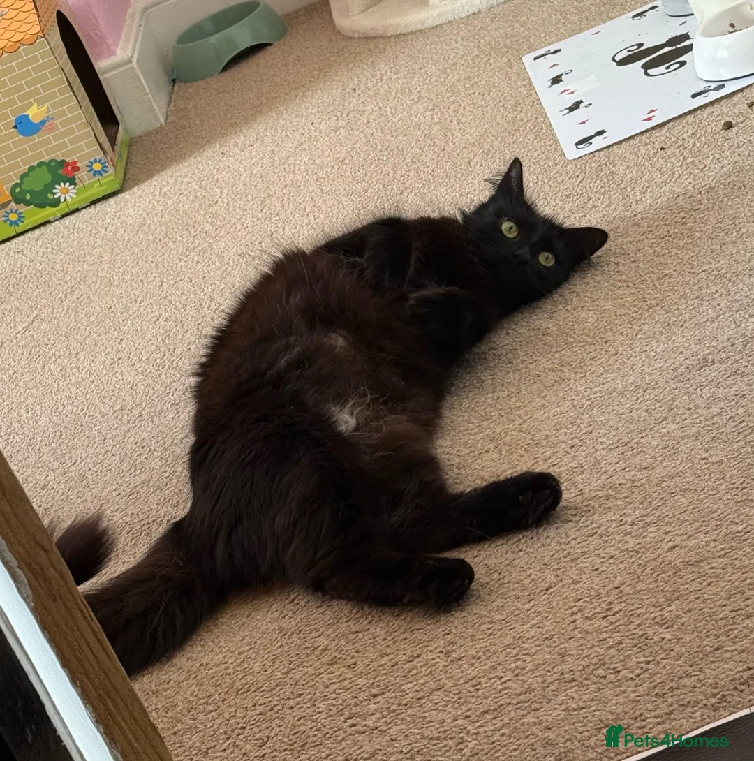 Mixed Breed cats for sale: Female Cat  - Advert 1