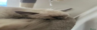Ragdoll white