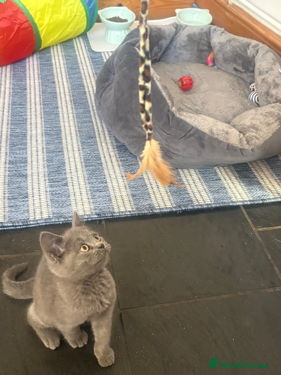 British Shorthair cats for sale: Blue British Short Hair  - Advert 4