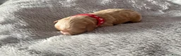 Cavapoo dogs for sale: 🧸⭐ F1 Health tested Cavapoos⭐🧸 - Advert 7
