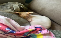Sphynx cats for sale: Sphinx cat looking for a new home  - Image 2