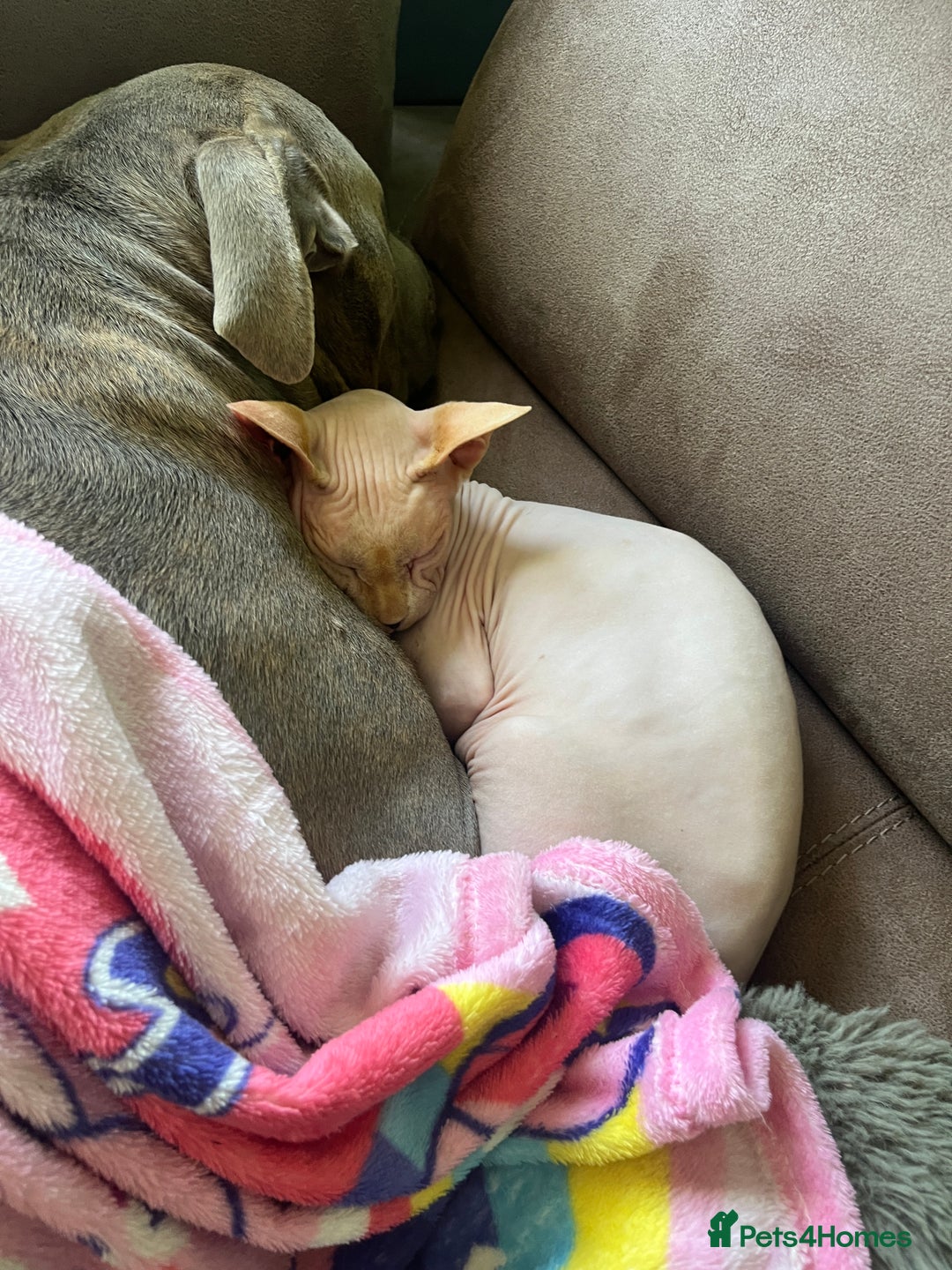 Sphynx cats for sale: Sphinx cat looking for a new home  - Image 2
