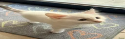 Bengal cats for sale:  Bengal x kittens  in Bristol - Advert 12