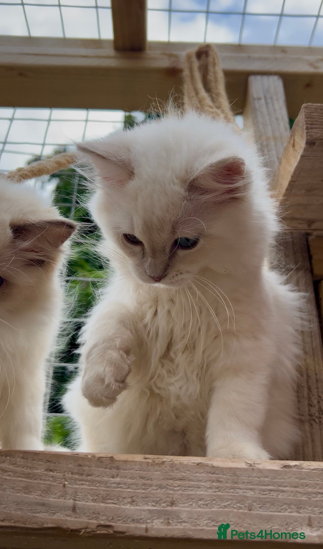 Ragdoll cats for sale: Cherubim Ragdoll Lilac Tabby male kitten - Image 8