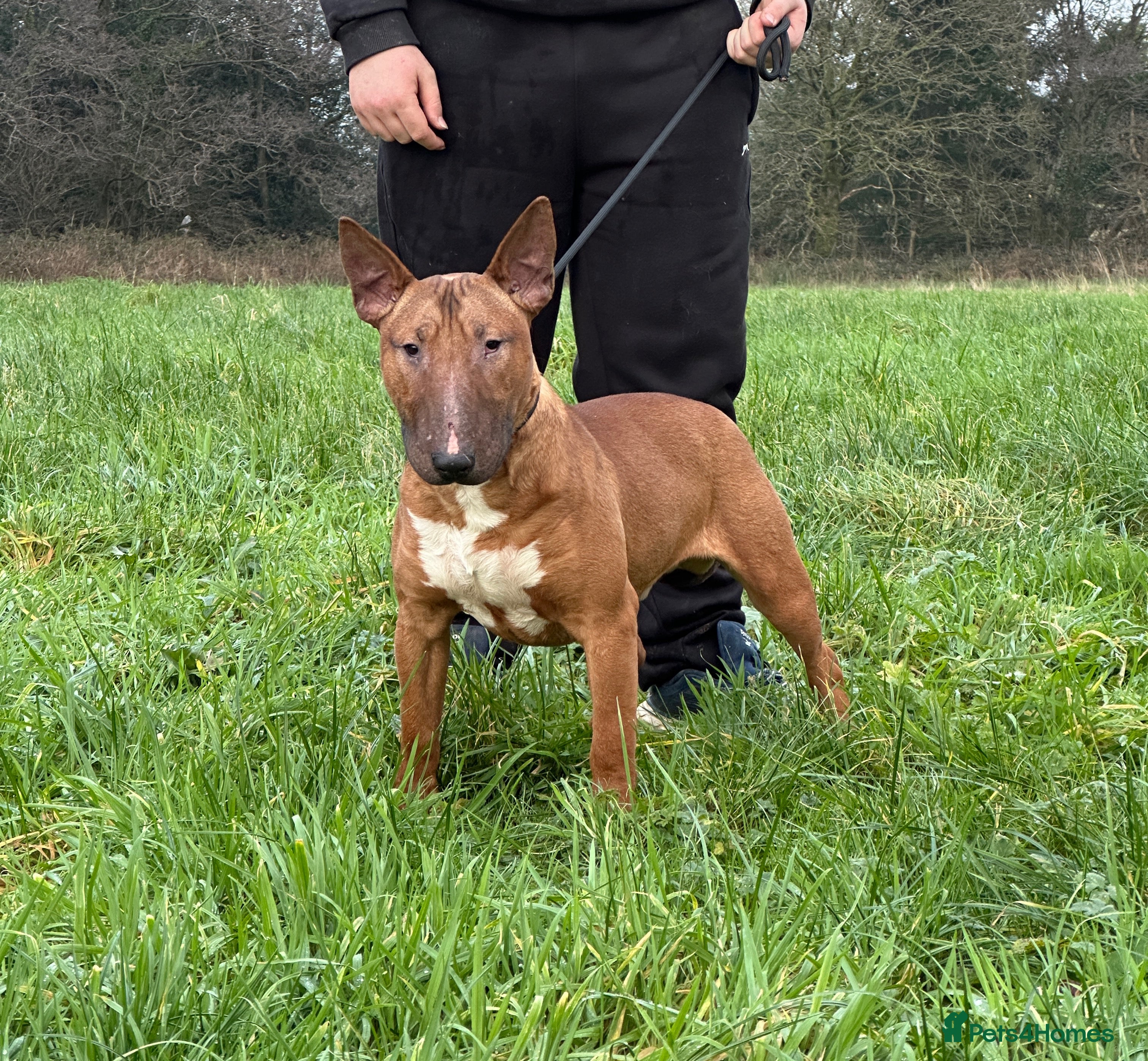 English Bull Terrier dogs Red kc male English bull terrier for sale  - Advert 1