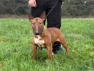 English Bull Terrier dogs Red kc male English bull terrier for sale - Advert 1