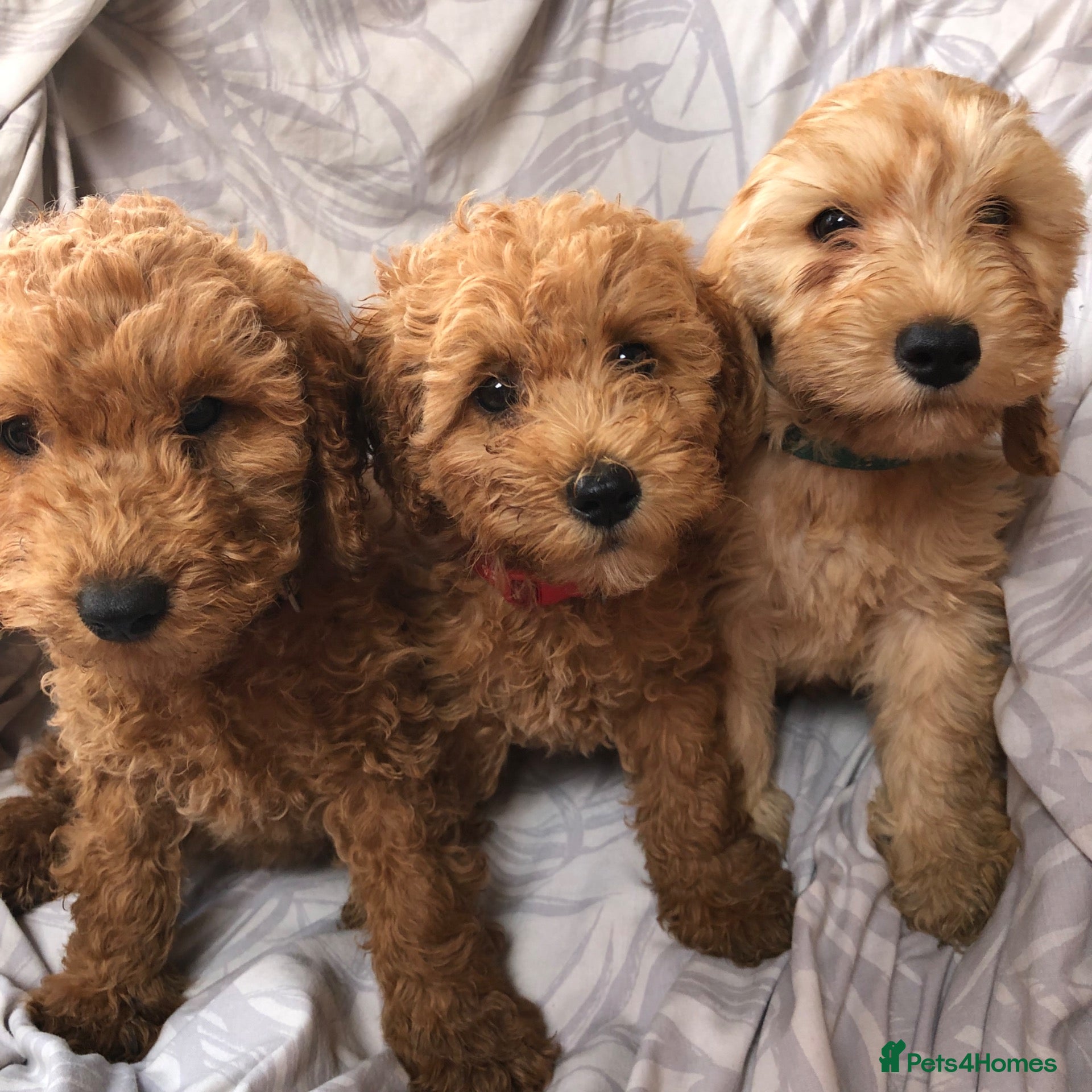 Cockapoo dogs Ready now F1B cockapoos - Advert 4