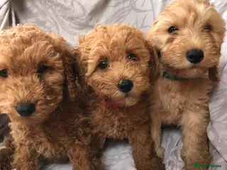Cockapoo dogs Ready now F1B cockapoos - Advert 4