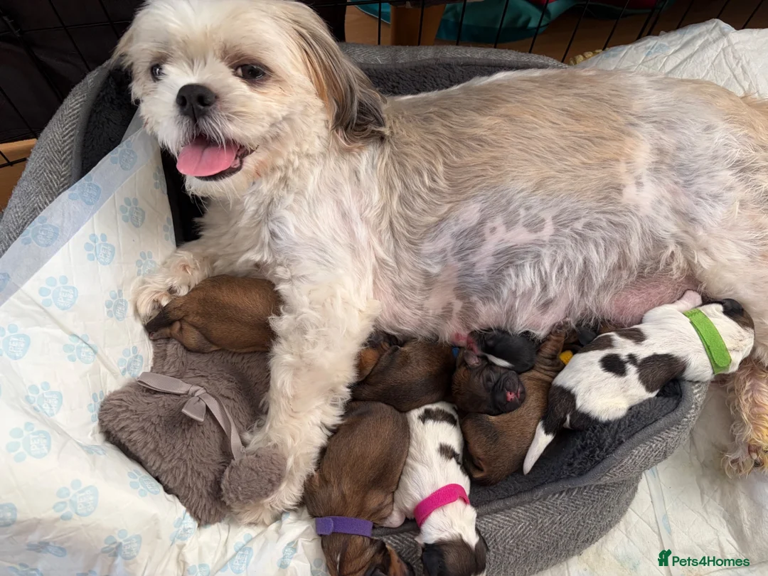 Shih Tzu dogs for sale: Beautiful Shih Tzu puppies in Chester - Advert 15