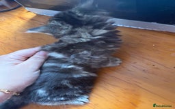 Mixed Breed cats for sale: Cats for sale - Image 6