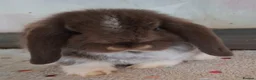 Mini Lop rabbits for sale: Mini lops - Advert 2