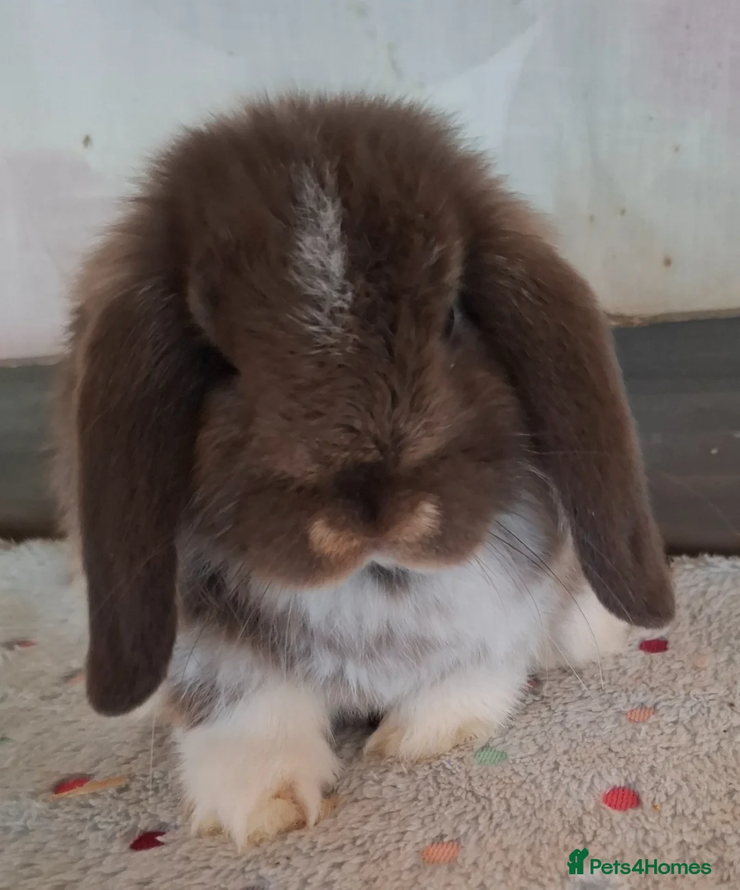 Mini Lop rabbits for sale: Mini lops - Advert 2