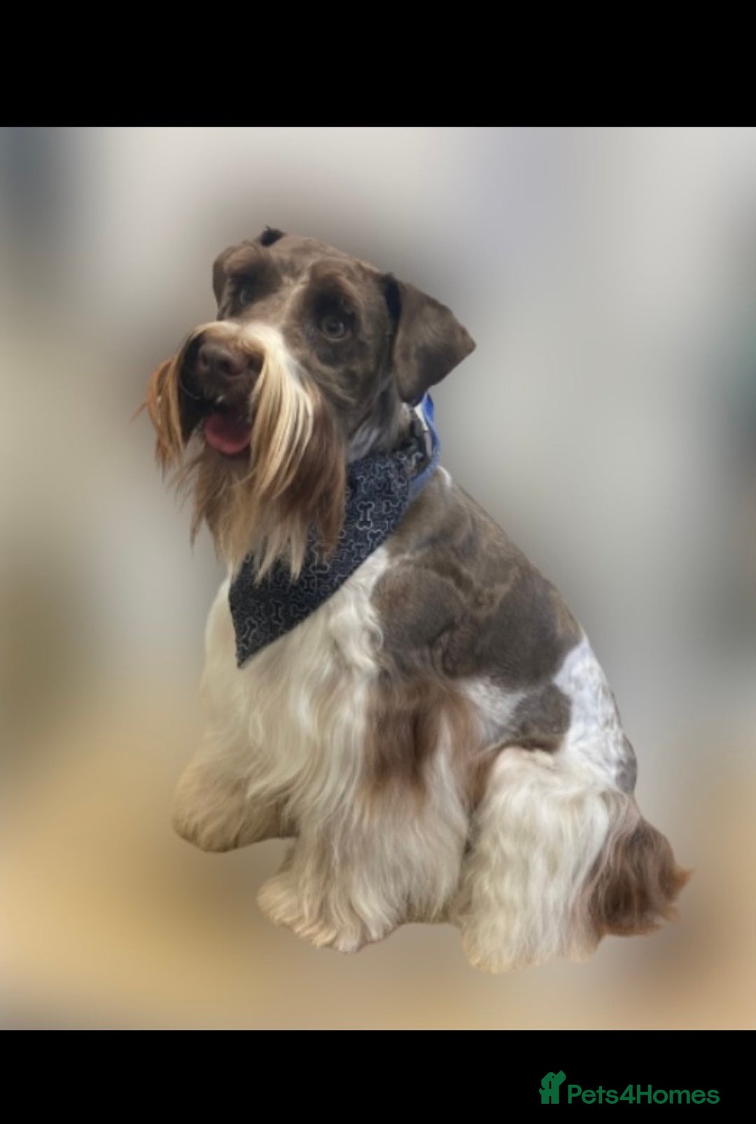 Poodle dogs for stud: Chocolate /White Miniature Schnauzer STUD BVA +MAC in Coventry - Advert 14