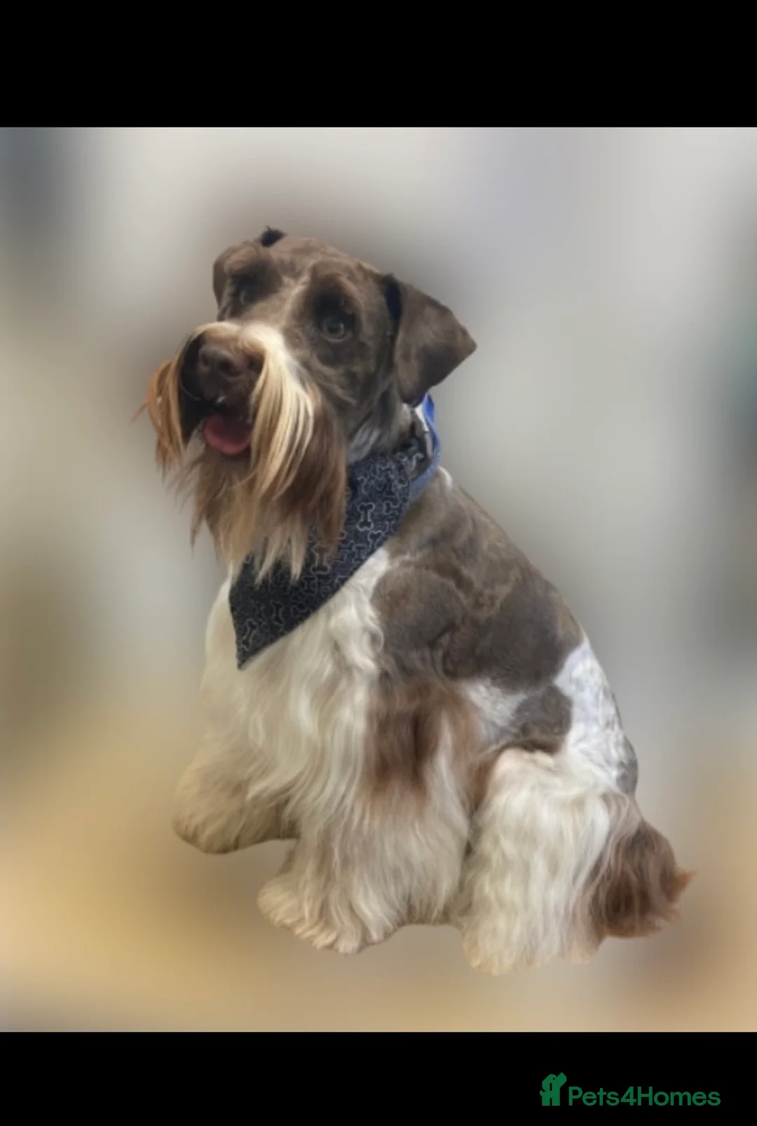 Poodle dogs for stud: Chocolate /White Miniature Schnauzer STUD BVA +MAC in Coventry - Advert 14