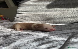 Siberian Husky dogs for sale: 2 stunning Siberian husky puppies for sale - Image 13