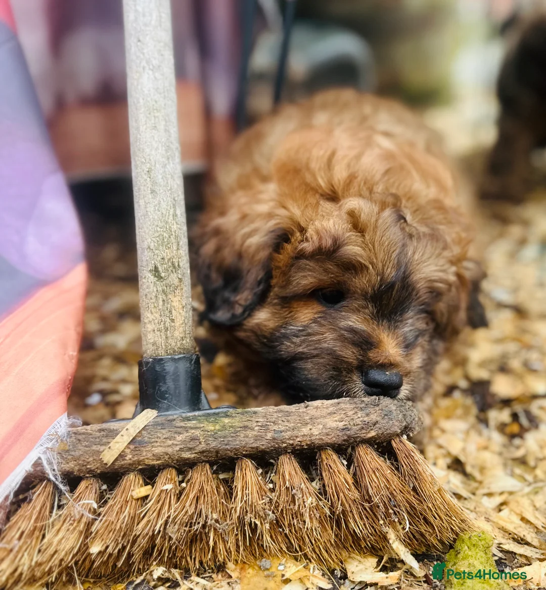 Mixed Breed dogs for sale: Wow real life teddy bears 🧸  - Advert 6