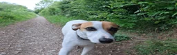 Mixed Breed dogs for sale: Jack Russell whippet x goldendoodle  - Advert 1