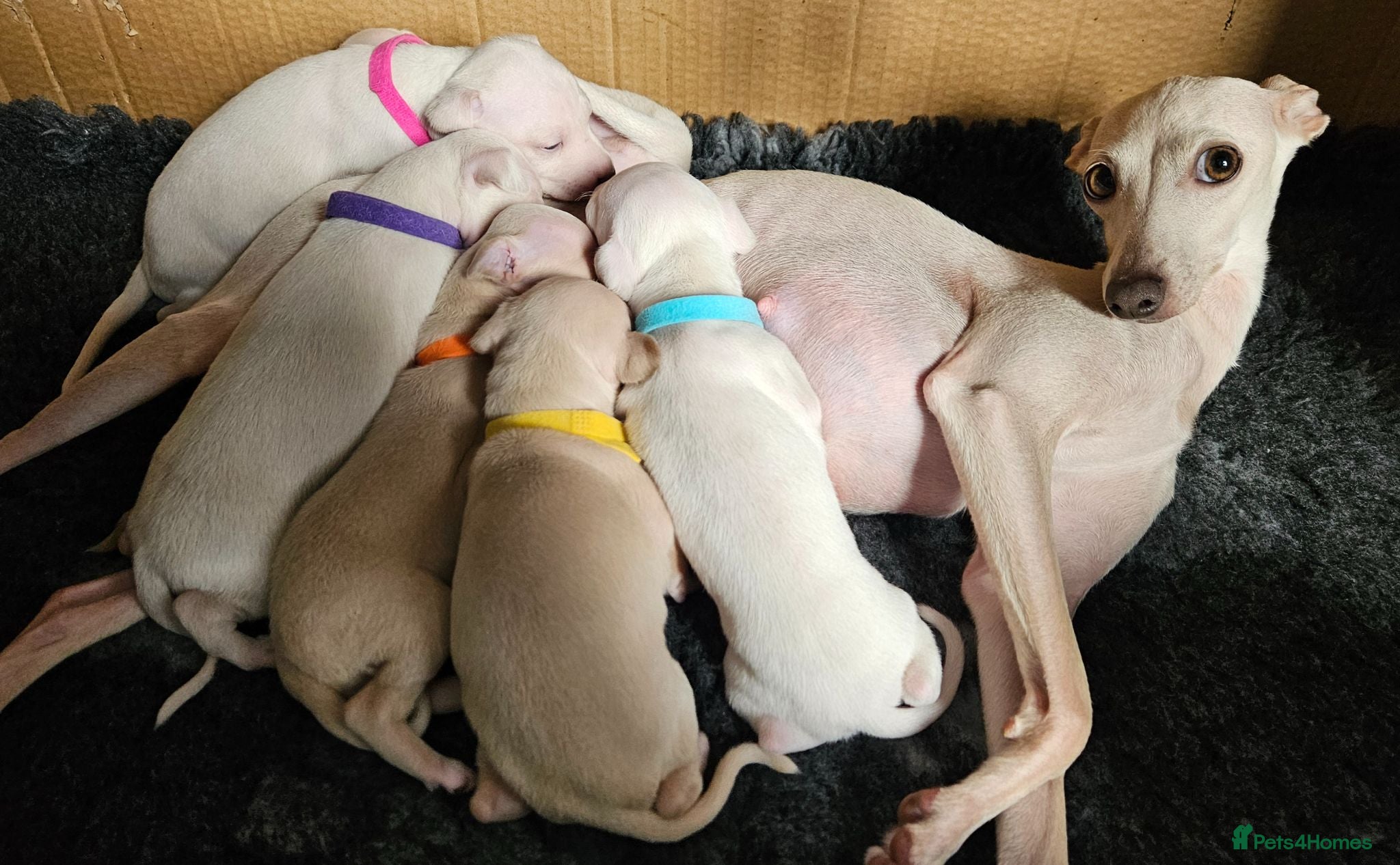 Italian Greyhound dogs KC Registered Cream Italian Greyhound Puppies - Advert 2