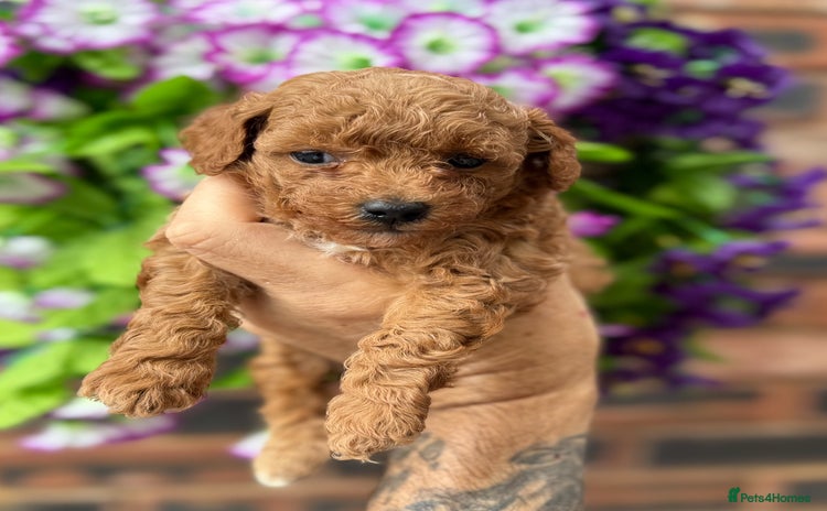 Toy Poodle dogs - Advert 3