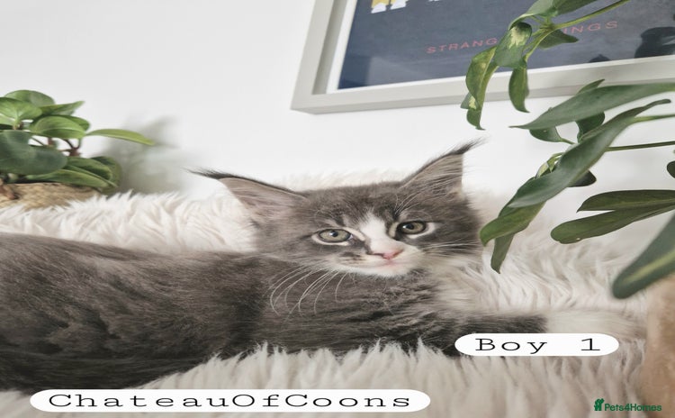 Maine Coon cats - Advert 7
