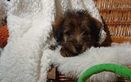 Mixed Breed dogs for sale: Stunning Norfolk terrier x jrt  - Image 6