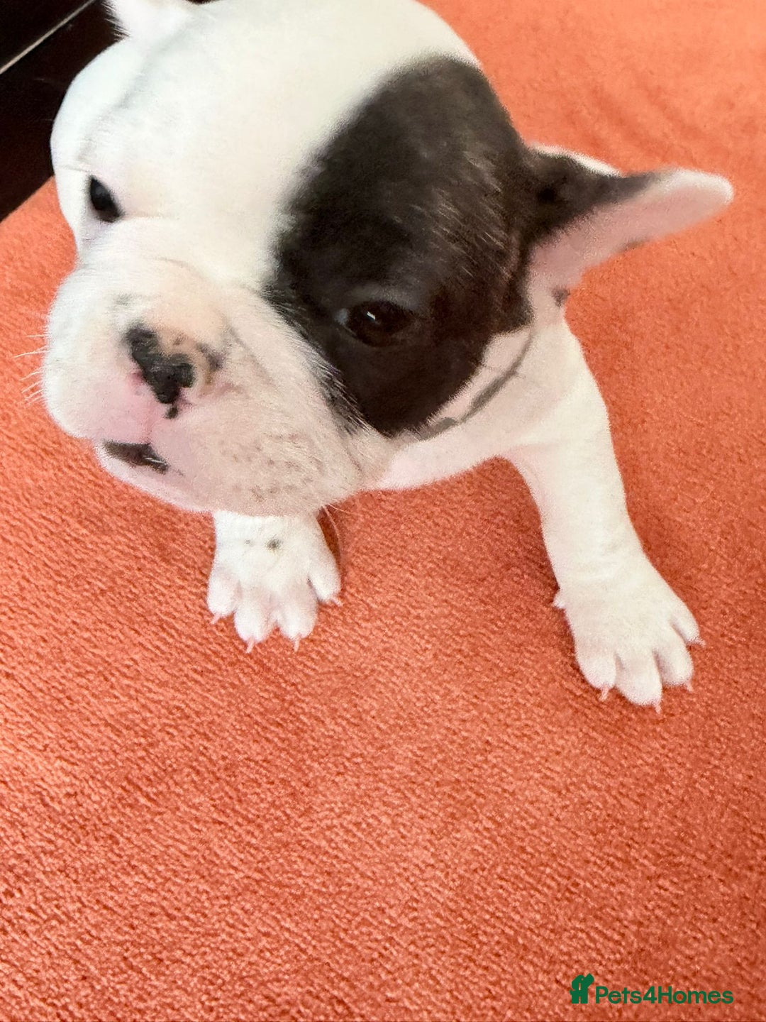 French Bulldog dogs for sale: Adorable French Bulldog puppies  - Advert 19