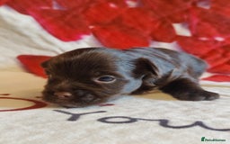 Yorkshire Terrier dogs for sale: Outstanding RARE Yorkshire terrier Chocolate - Image 16